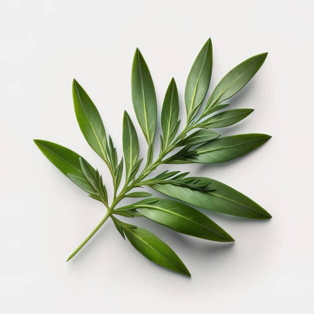 Tarragon leaf The Versatile Herb that Adds Flavor Health Benefits to Your Meals