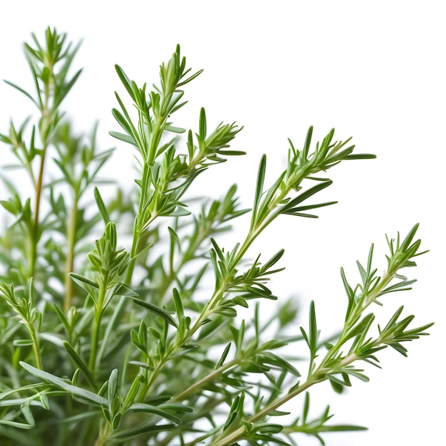 Tarragon plant on an isolated white background