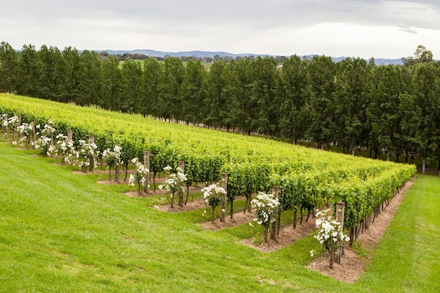 Tarrawarra vines in the yarra valley victoria australia