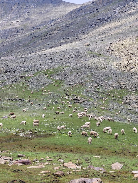 Foto tarsar marsar trek nel bellissimo kashmir