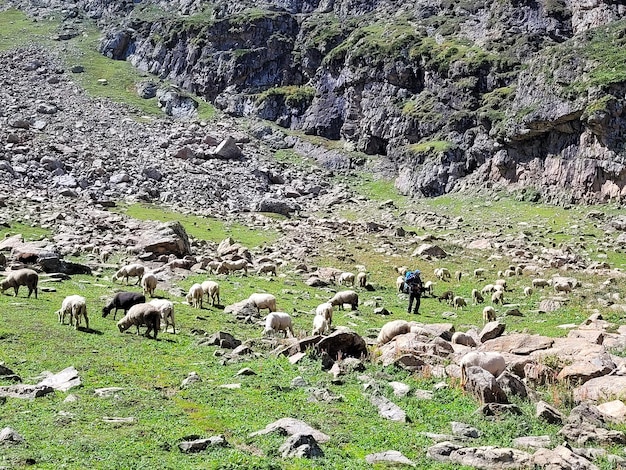 Foto tarsar marsar trek nel bellissimo kashmir