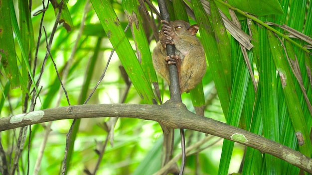 Tarsier in het regenachtige bos Bohol Filippijnen