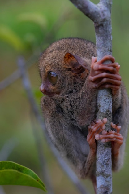 Tarsier looking from beside