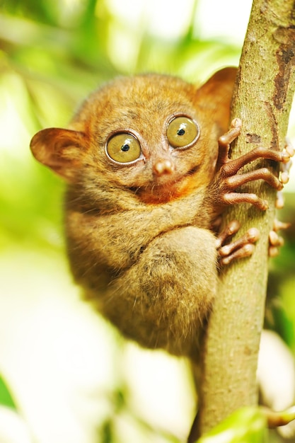 Tarsier