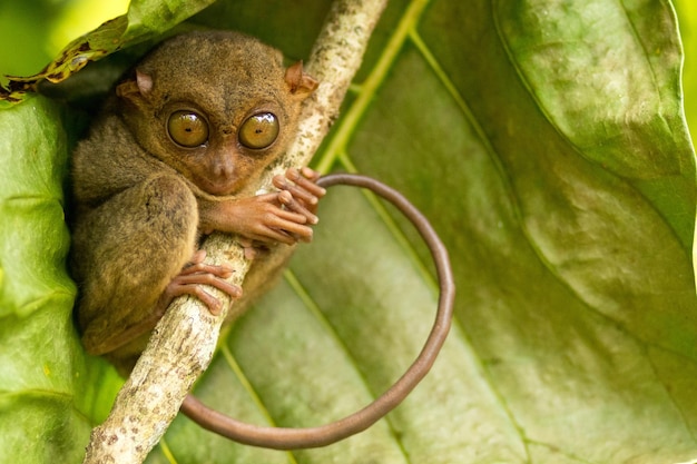 Tarsier