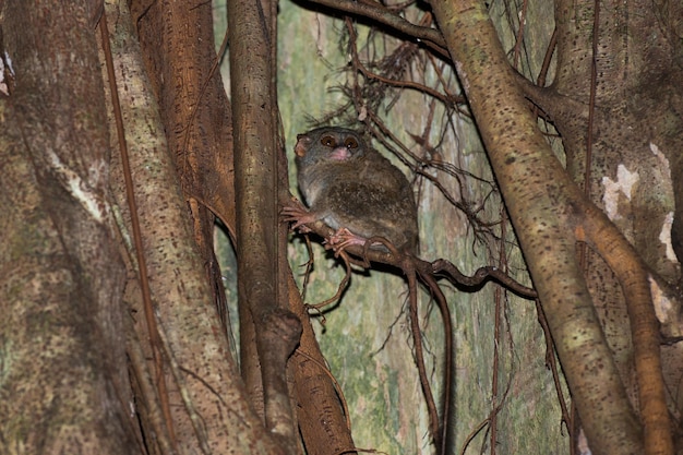 Tarsius indonesian endemic small nocturnal monkey