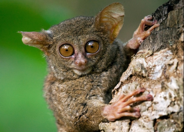 Tarsius is sitting on a tree in the jungle. close-up. Indonesia. Sulawesi Island.