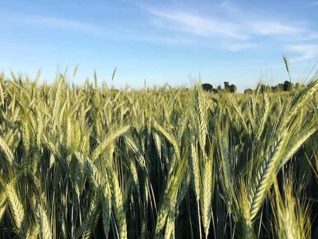 Tarwe gewassen groeien op het veld tegen de lucht