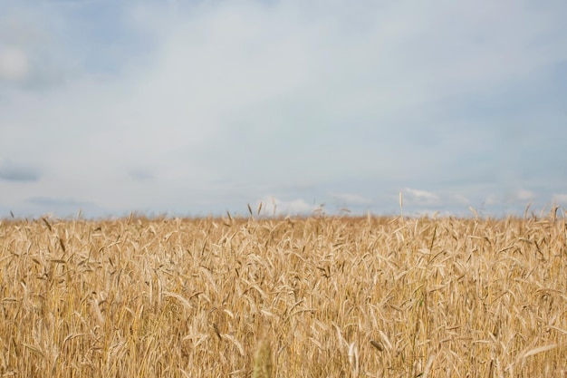 Tarwe granen veld en blauwe hemel zomer veld achtergrond met kopie ruimte voor tekst