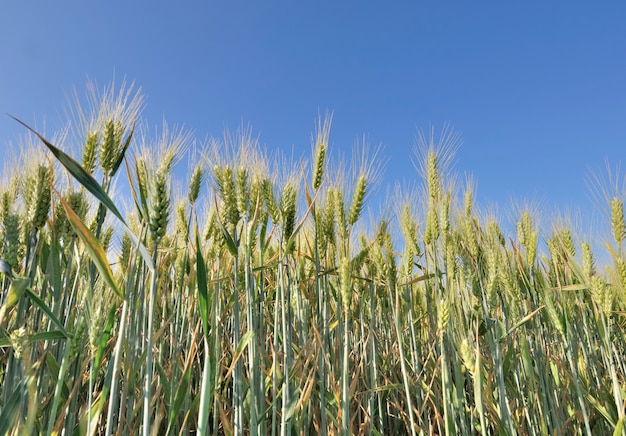 Tarwe groeien in een veld