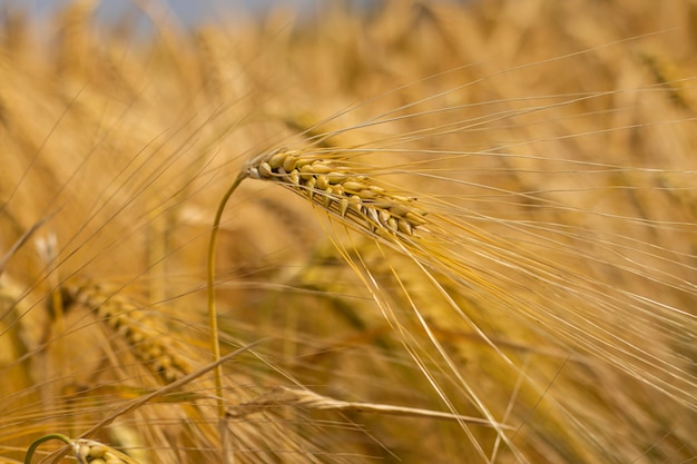 Tarwe groeit in het veld spikelet close-up Briefkaart met kopie ruimte