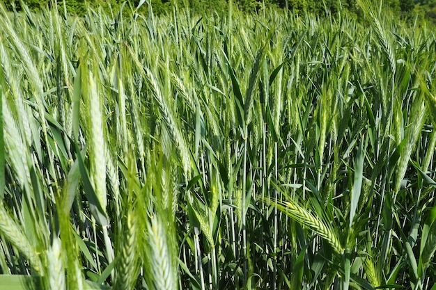 Tarwe groeit in het veld Triticum tarwe is een geslacht van kruidachtige eenjarige planten van de Grass-familie of Poaceae een toonaangevende graangewas Fruska Gora Servië Landbouw en plattelandsleven Broodoogst