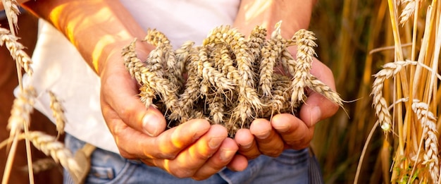 Tarwe in de handen van een boer en een kind. Natuur