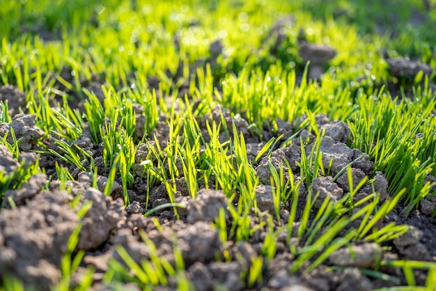 Tarwe ontspruit uit de grond in de zon