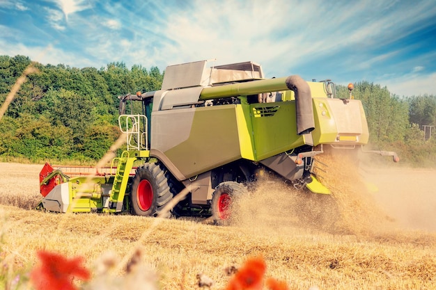 Tarwe oogsten in het zomerseizoen door een moderne maaidorser