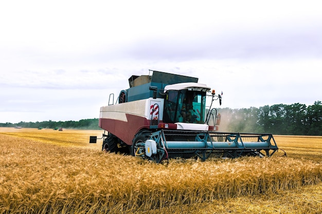 Tarwe oogstmachine in het veld. Landbouw.