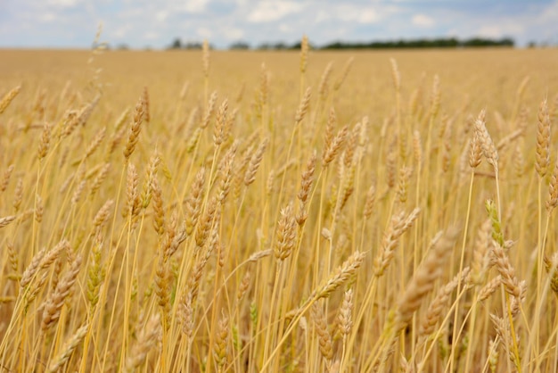 tarwe ooren op het tarwe veld behang