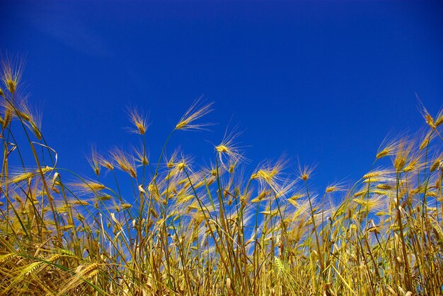 Tarwe op de lucht