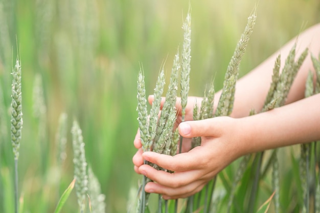 Tarwe oren bij kinderen handsharvest concept abstracte natuur achtergrond