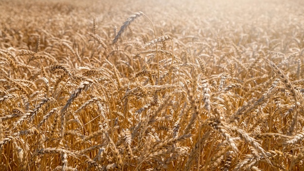 Foto tarwe oren in de zomerzon.