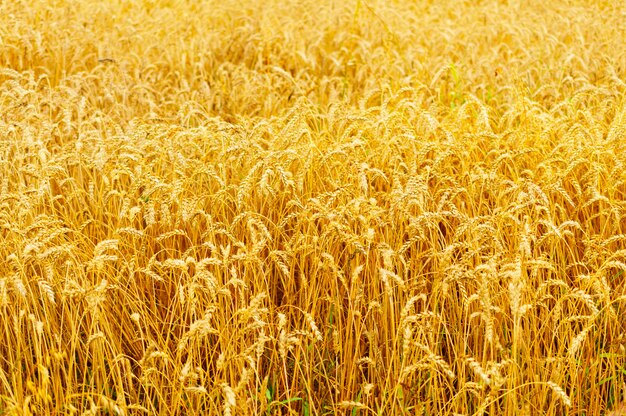 Tarwe oren op een veld