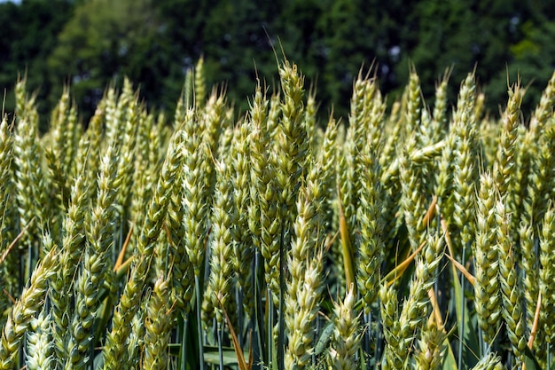 Tarwe oren, vol met graan, op het veld, tegen de lucht en andere planten
