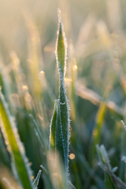 Tarwe tijdens vorst - kleine spruiten van tarwe, gefotografeerd na vorst bij zonsopgang, een kleine scherptediepte