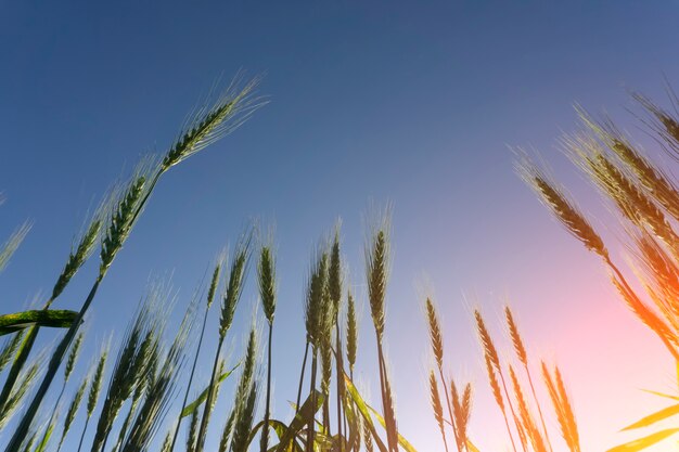 Tarwe veld achtergrond. Tarweoogst op een zomers zonnig veld. Landbouw, roggeteelt en groeiend bio-ecovoedselconcept. Hoge kwaliteit foto