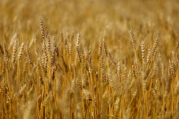 Tarwe veld close-up. Gele tarwe groeit