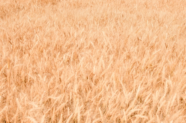 Tarwe veld. Gouden tarwe close-up. Landelijk landschap onder het stralende zonlicht. Het concept van een rijke oogst.