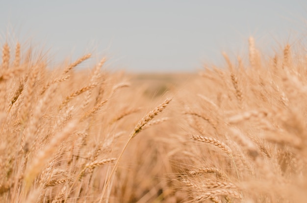 Tarwe veld. gouden tarweclose-up.