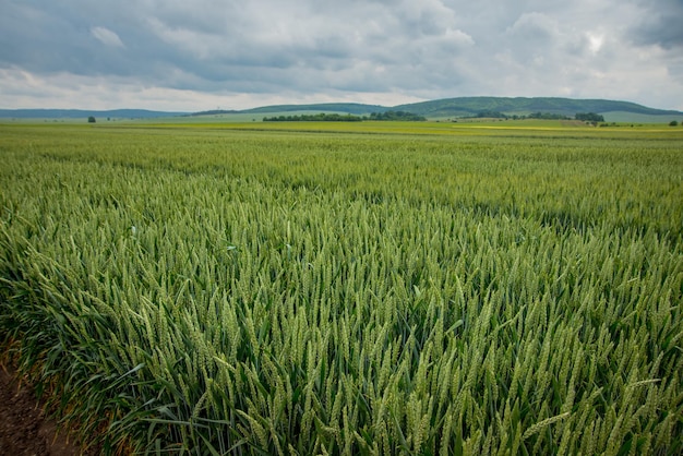 tarwe veld graan gewassen groene oor en een prachtig landschap aan de horizon