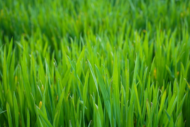 Tarwe veld. Jonge gekiemde tarwe, close-up.