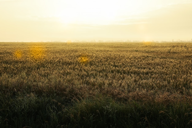 Tarwe veld. mooie zomerochtend. zomer natuur