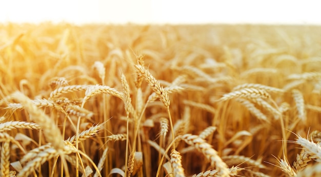 Foto tarwe veld. oren van gouden tarwe close-up. prachtige natuur zonsondergang landschap. landelijk landschap onder stralend zonlicht. achtergrond van rijpende oren van tarweveld. rijk oogstconcept.