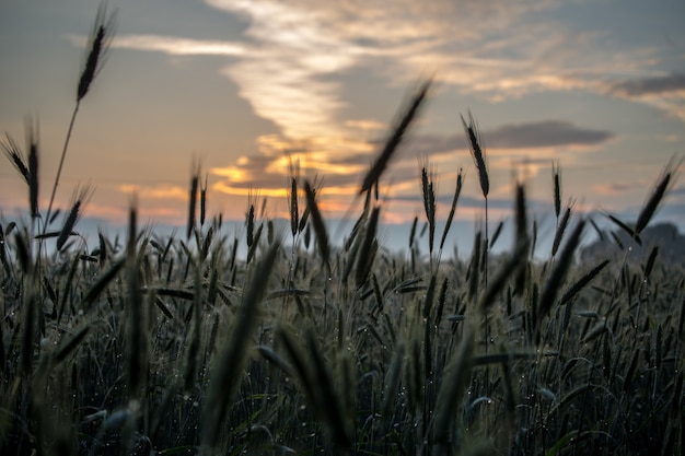 Tarwe veld. Prachtige natuur zonsopgang landschap