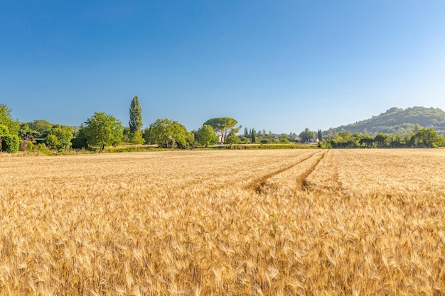 Tarwe vloog panorama met boom bij zonsondergang, platteland. Oren van gouden tarwe close-up