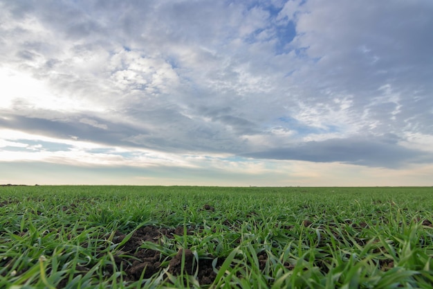 Tarwe zaailingen groeien in een veld. Jonge groene tarwe groeit in de bodem.