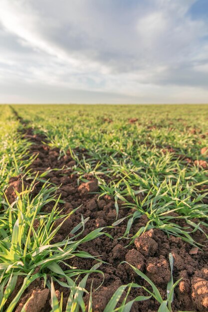 Tarwe zaailingen groeien in een veld. Jonge groene tarwe groeit in de bodem.