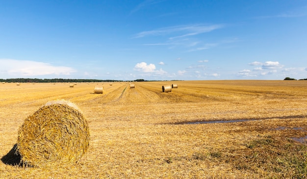 Tarweharen op het veld met balen droog, gouden tarwestro, zomerlandschap zonnig helder weer