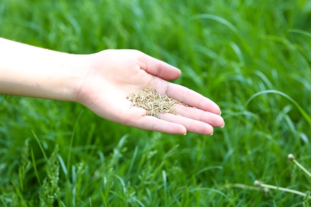 Tarwekorrel in vrouwelijke hand op groene grasachtergrond