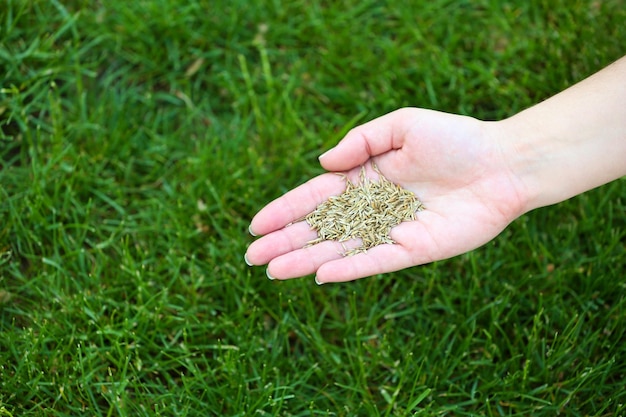Tarwekorrel in vrouwelijke hand op groene grasachtergrond