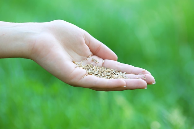 Tarwekorrel in vrouwelijke hand op groene grasachtergrond