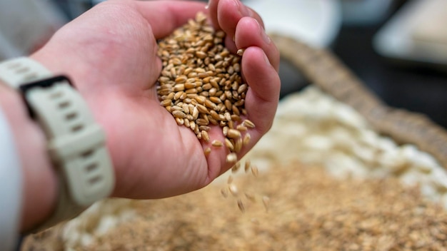 Foto tarwekorrels vallen uit iemands hand