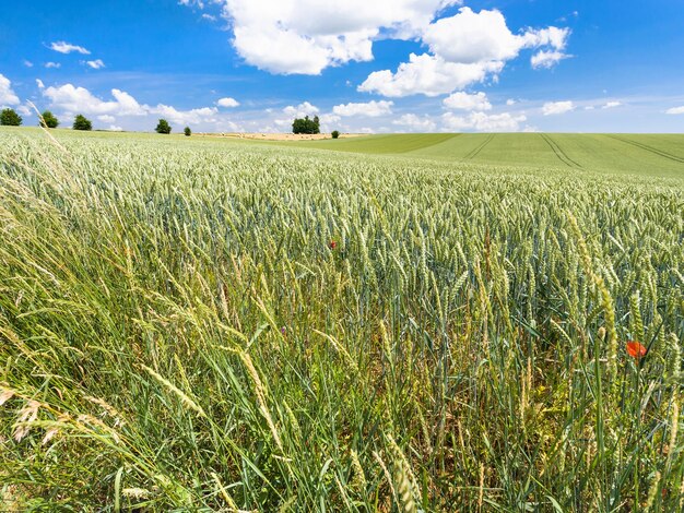 Tarweoren aan de rand van het groene veld in Picardië