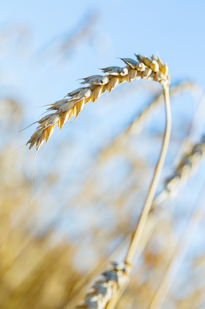 Tarweoren op het veld