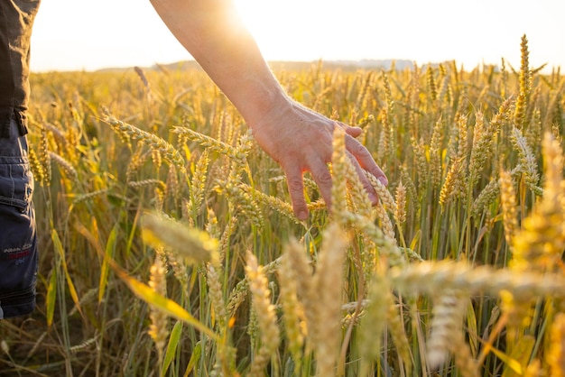 Tarwerogge in de handen van een boer teelt van gewassen geelgouden landelijk zomerlandschap spruitjes van tarwerogge in de handen van een boer de boer loopt over het veld en controleert het gewas