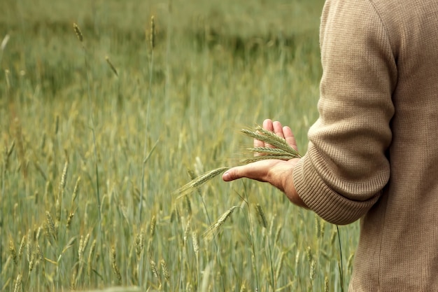 Tarwespruiten in de hand van een boer.