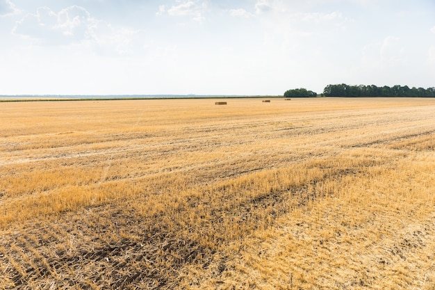 Tarwestoppels in een geoogst veld op een boerderij of ranch met een paar overgebleven balen in de verte zichtbaar