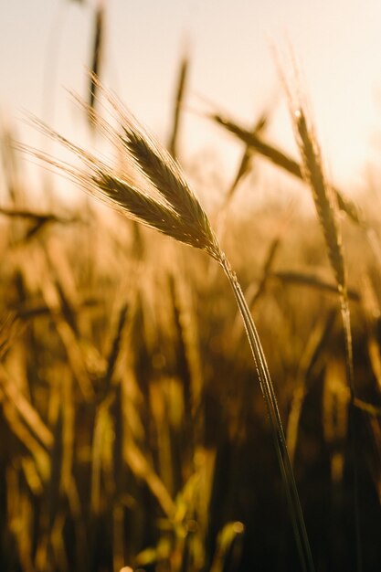 Tarweveld bij zonsondergang Gouden korenaren Het concept van oogst